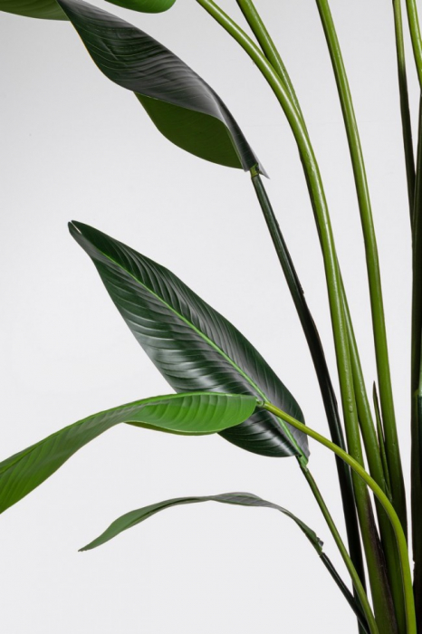 Planta Sterilizia cu ghiveci 18 Frunze 310 Cm [2]
