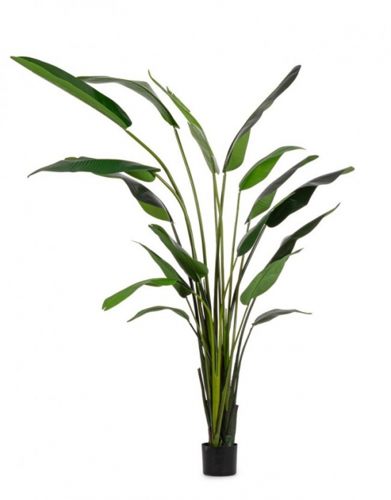Planta Sterilizia cu ghiveci 18 Frunze 310 Cm [1]