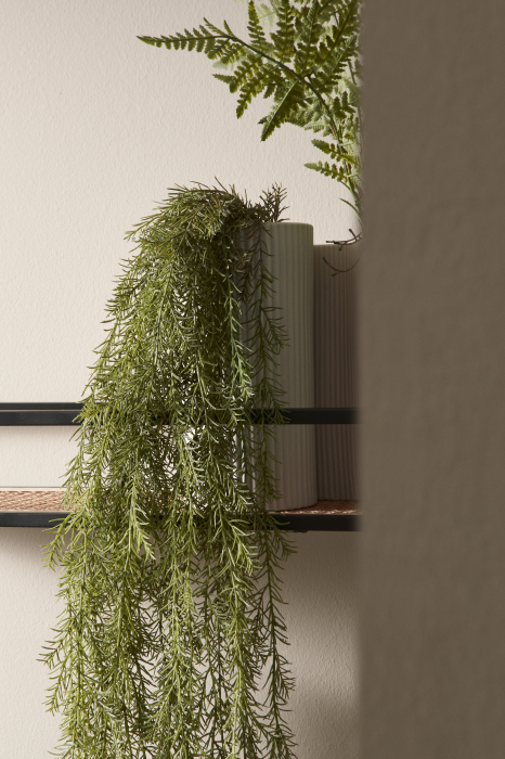Planta suspendata, Gregor, H147CM [1]