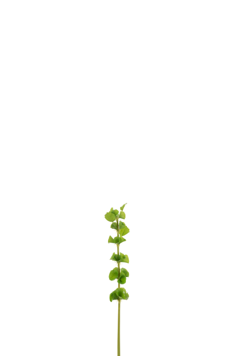Planta, Textil, Verde, 6x6x56 [1]