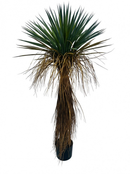 Planta Yucca Rostrata cu ghiveci H120 [1]