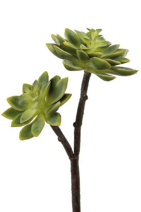 PlantaEcheveria, Sintetica, verde, PU 12, H. 32 cm [1]
