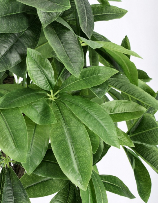 Plante Pachira Aquatica cu ghiveci H120 [2]