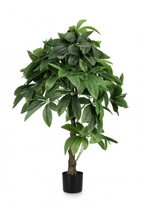 Plante Pachira Aquatica cu ghiveci H120 [1]