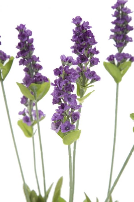 Ramura de lavanda x 3 cm 10x66 [2]