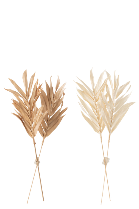 Set 2 buc plante uscate, Fibre naturale, Natural, 14x1x43 [2]