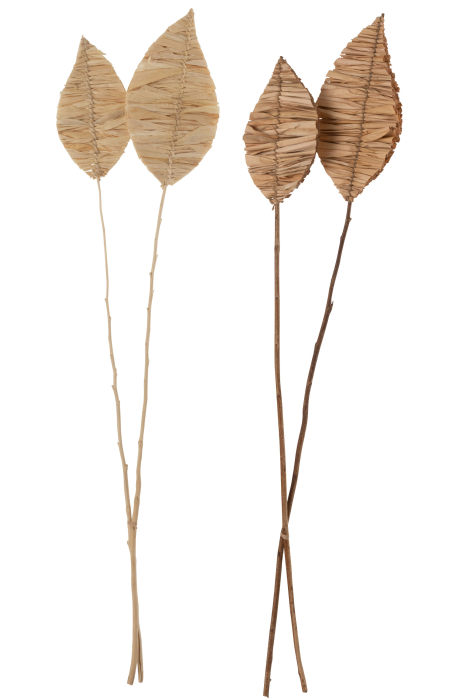 Set 2 buc plante uscate, Fibre naturale, Natural, 15x4x95 [3]