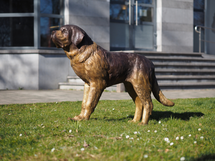 Statuie bronz, Câine Saint Bernard  [2]