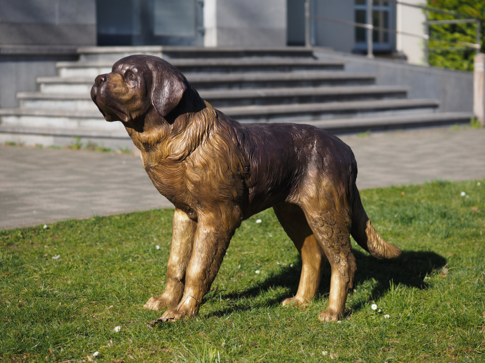 Statuie bronz, Câine Saint Bernard  [4]