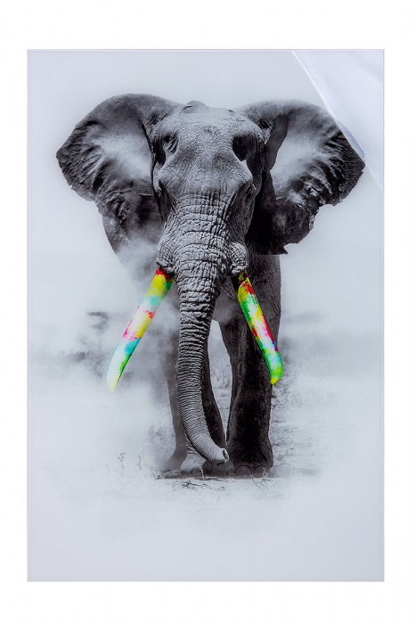 Tablou Elephant, Acril, Multicolor, 2.5x80x120 cm 2.5x80x120