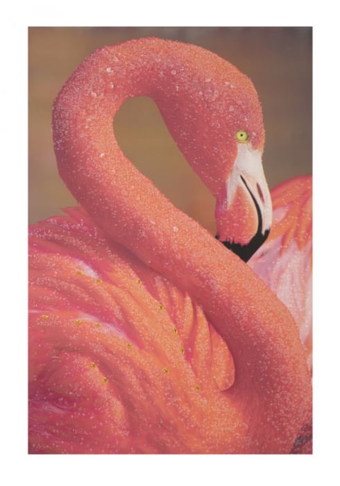 Tablou Flamingo, lemn panza, multicolor, 80X3.8X120 cm lotusland.ro imagine 2022