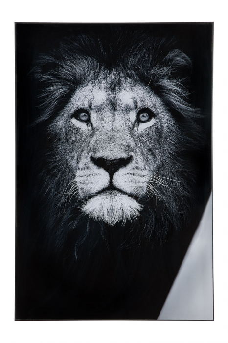 Tablou Lion, aluminiu acril, multicolor, 60x90x2.5 cm