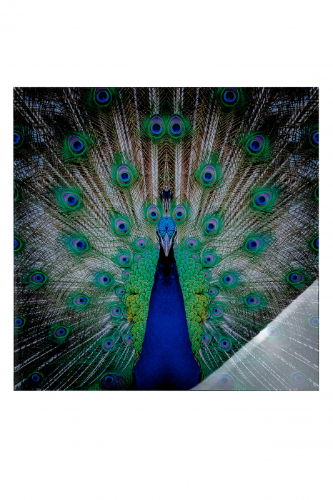 Tablou Peacock, Acril, Multicolor, 80x80x2.5 cm GILDE imagine 2022