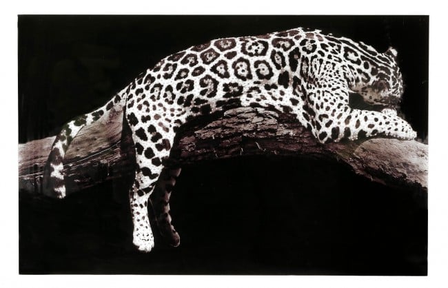 Tablou pictat cu leopard Plexy, Panza Plexiglas, Negru, 110x4x70 cm