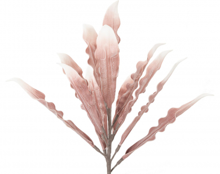 Aloe roz cm ø 30x98 [1]
