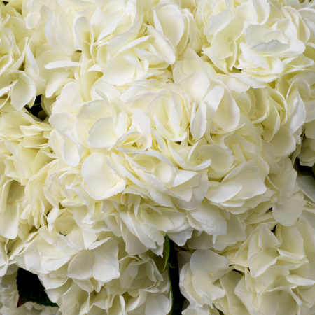 Buchet de hortensie tonuri albe, real touch, 48 buc/2 soiuri [1]