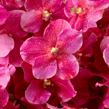 Buchet de Orhidee Vanda roz, real touch, 24 buc, Dims: Approximately | Ø 75 (CM) [1]