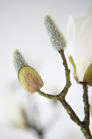 IN STOC - Crenguta flori artificiale Magnolia, Fibre artificiale, Alb, 82 cm