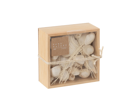 Cutie cu cochilii, Alb [1]