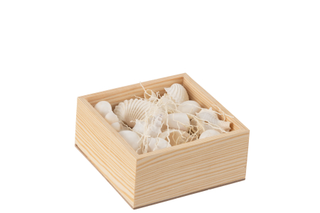 Cutie cu cochilii, Alb [2]