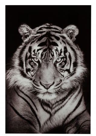 Decoratiune de perete Tiger, Sticla, Alb/Negru, 100x2x150 cm SALE % - Decoratiune de perete Tiger, Sticla, Alb/Negru, 100x2x150 cm
