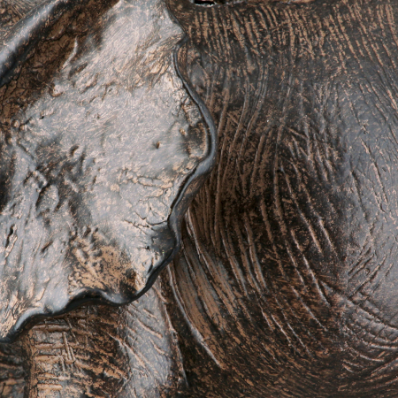 Figurină, Elefant, Tarangire, Polirășină, maro, PU 3, L. 18 cm, L. 18 cm, H. 12 cm [2]