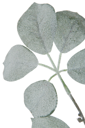 Floare artificiala [1]