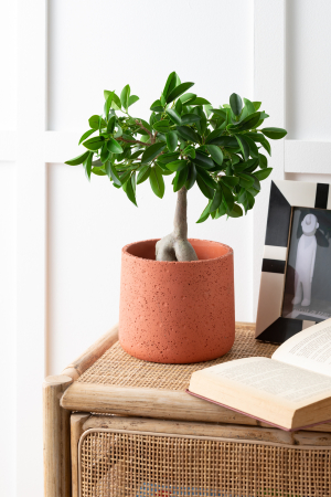 SALE % - Ghiveci, Ceramica, Portocaliu, 19x19x17