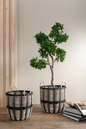 SALE % - Ginseng artificial, Textil, Verde, 38x30x120 cm