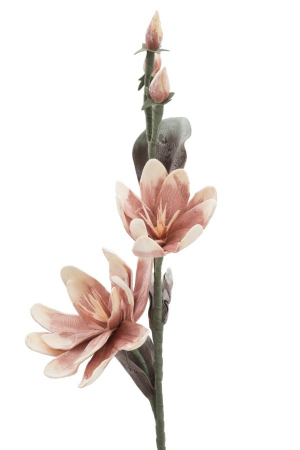 Magnolia x2 orange cm ø 25x98 [1]