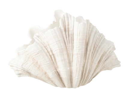 Obiect decorativ, VAZA, SHELL [1]