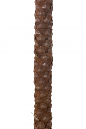 Palmier artificial, Plastic, Verde, 190x190x350 cm [2]
