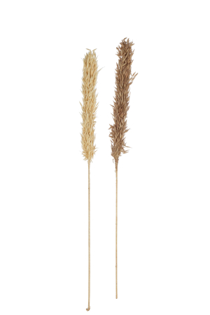 Planta artificiala, HARVEST [1]