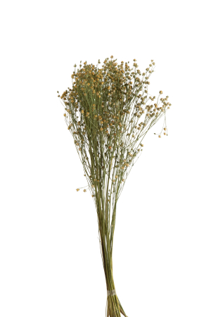 Planta, Fibre naturale, Galben, 12x10x70 [1]