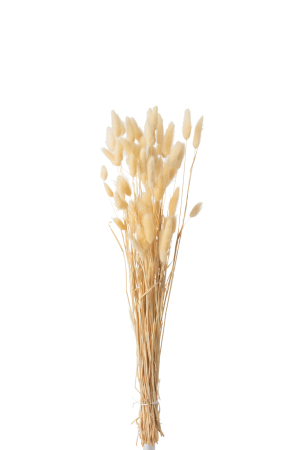 Planta, Fibre naturale, Natural, 10x4x75 [1]