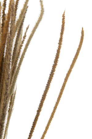 Planta, Fibre naturale, Natural, 7.5x7.5x88 [1]