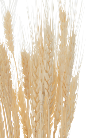 Planta, Fibre naturale, Natural, 8x8x80 [1]