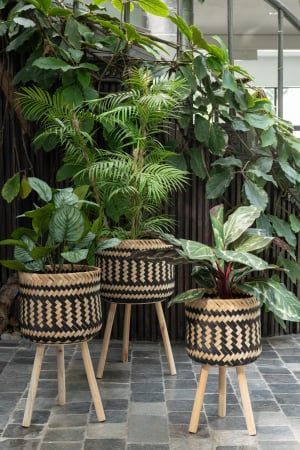 Planta in ghiveci, Plastic, Verde, 15x15x60 cm [1]
