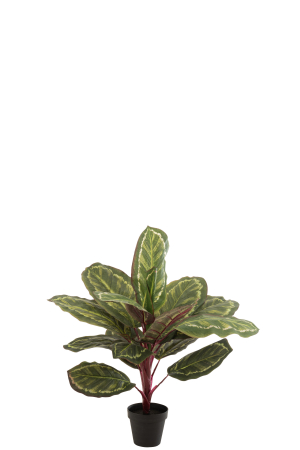 Planta in ghiveci, Plastic, Verde, 15x15x60 cm [1]