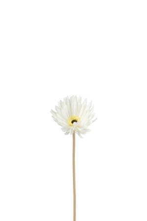 SALE % - Planta, Material sintetic, Alb, 23x10x10