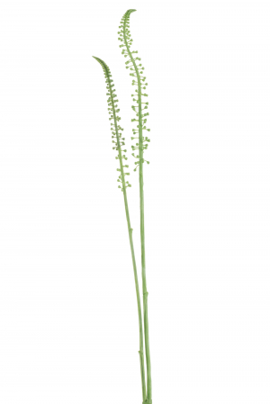 SALE % - Planta, Material sintetic, Verde, 10x5x75