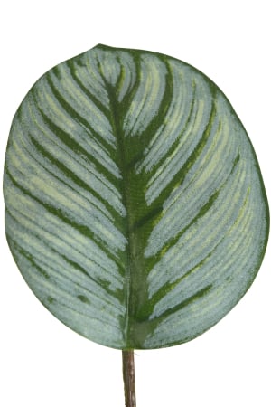 Planta, Material sintetic, Verde, 12.5x12.5x63 [1]