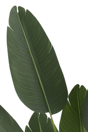 Planta, Material sintetic, Verde, 33x33x165 [1]