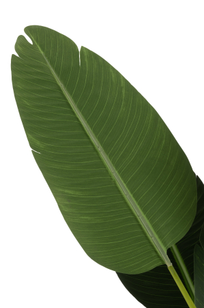 Planta, Material sintetic, Verde, 44x44x238 [1]