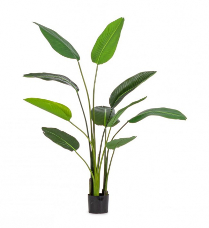 SALE % - Planta Sterilizia cu ghiveci 10 Frunze H150