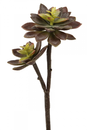 DECORATIUNI - Planta, Suculenta, Echeveria, Sintetica, verde, PU 12, H. 32 cm