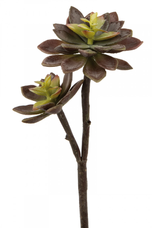 Planta, Suculenta, Echeveria, Sintetica, verde, PU 12, H. 32 cm [1]