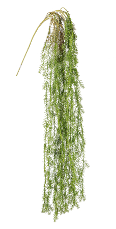 Planta suspendata, Gregor, H147CM [3]