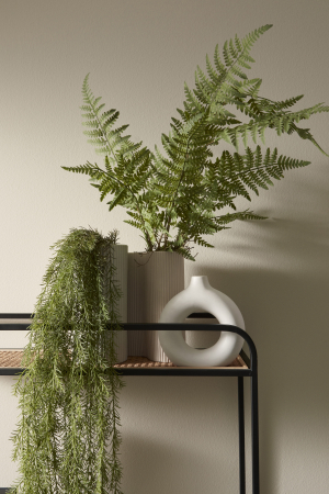 Planta suspendata, Gregor, H147CM [2]