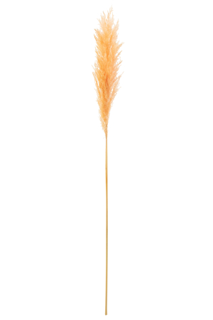 SALE % - Plante uscate, Fibre naturale, Portocaliu, 8x3x127